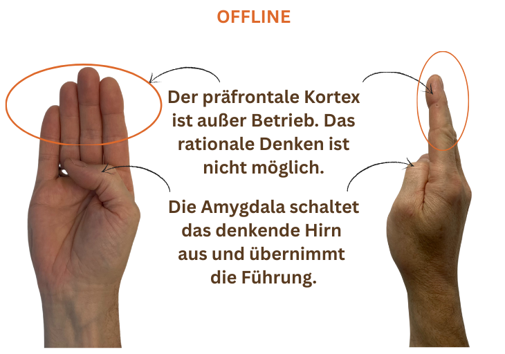 Zeigt eine männliche Hand, deren Daumen in der Handinnenfläche liegt, die restlichen Finger zeigen nach oben. Die Angaben aller Bildquellen erfolgen der Einfachheit halber ausführlich im Impressum.